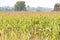 Golden corn field with bountiful crop ready to harvest in autumn