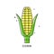 Golden corn on white background. Organic food. Healthful product. Young yellow ear of maize with green leaves. Healthy eating.