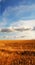 Golden cornfield against a blue sky with clouds. Peaceful nature scene with vibrant bright colours. Wheat growing on a