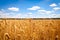 Golden cornfield in germany