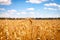 Golden cornfield in germany