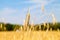 Golden cornfield in germany