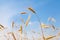 Golden cornfield in germany