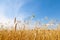 Golden cornfield in germany