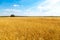 Golden cornfield in germany