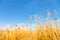 Golden cornfield in germany