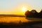 Golden cornfield at sunset with wind turbines in the background