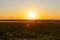 Golden cornfield at sunset with wind turbines in the background