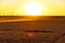 Golden cornfield at sunset with wind turbines in the background