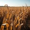 Golden cornfield under a clear blue sky, showcasing ripe corn ready for harvest, Ai-Generated Images