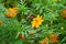 Golden cosmos (Cosmos sulphureus) flowers.