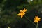 Golden cosmos (Cosmos sulphureus) flowers.