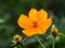 Golden Cosmos flower in small flower garden