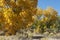 Golden Cottonwood Trees in Late October