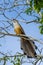 Golden Coucals sitting on a tree branch surrounded by greenery under a blue sky