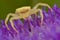 Golden crab spider