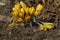 Golden crocus bush