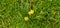 Golden Crocus (Crocus chrysanthus) in park