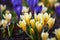 Golden crocus, Crocus chrysanthus - yellow and blue crocus flowers blooming in early spring