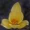 Golden crocus yellow flower dark