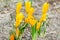 Golden crocuses with closed flowers during springtime