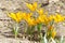 Golden crocuses with opened flowers