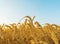 Golden crop on field and blue sky in sunset