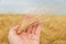 Golden crop in hand over field