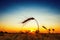 Golden crop in sunset. harvest field and blue sky