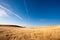 Golden crops and blue sky