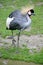 Golden crowned crane 2