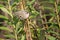 Golden-crowned Kinglet Bird On Goldenrod