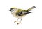 Golden-crowned kinglet bird watercolor illustration. Hand drawn realistic small forest songbird. Regulus regulus