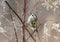 Golden Crowned Kinglet bird in winter, Georgia USA