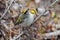 Golden-crowned Kinglet in Dried Autumn Vegetation