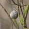 Golden-crowned Kinglet regulus satrapa