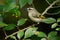 Golden-crowned Kinglet - Regulus satrapa