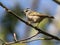 Golden-crowned Kinglet - Regulus satrapa