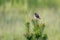 Golden-crowned kinglet, wild tiny bird in nature