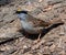 Golden-crowned Sparrow