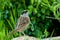 Golden Crowned Sparrow