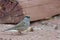 Golden-crowned Sparrow