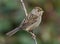 Golden Crowned Sparrow