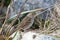 Golden-crowned sparrow stands on white rock amongst grasses and twigs