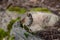 Golden-crowned Sparrow taking sun bath