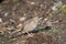 Golden-crowned Sparrow taking sun bath