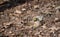 Golden-crowned Sparrow taking sun bath