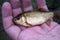 Golden crucian fish in the hand. Summer fishing