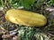 Golden cucumber fruit