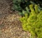 Golden cultivar dwarf mountain pine Pinus mugo Ophir with beautiful green and golden needles in combination with spruce and pine